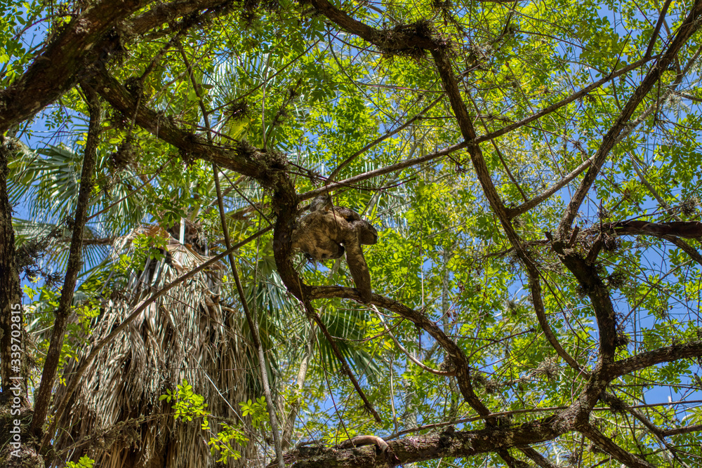 Fototapeta premium preguiça