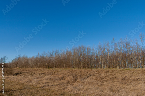 Winter grass on the Great Hungarian Plain