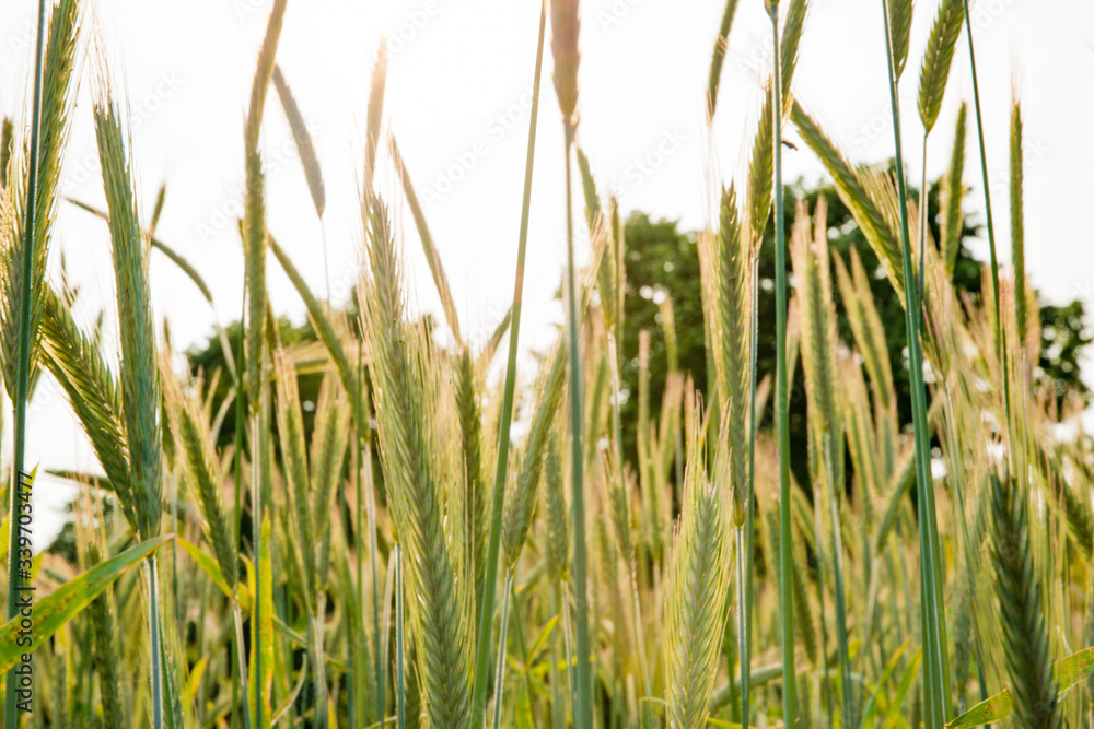 grass in the wind grass in the wind