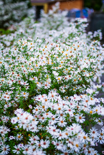 White Daisy Flowers