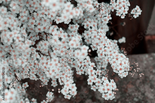 lichen on a branch