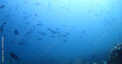 big eye snappers underwater  school of fish in tropical waters some corals photo