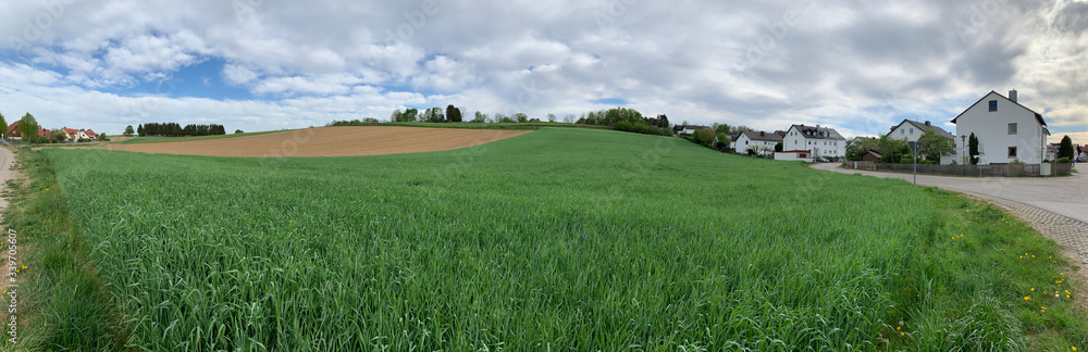 Panorama of an agricultural field in cloudy weather, grass of green color, dry grass on background, road, green trees, building