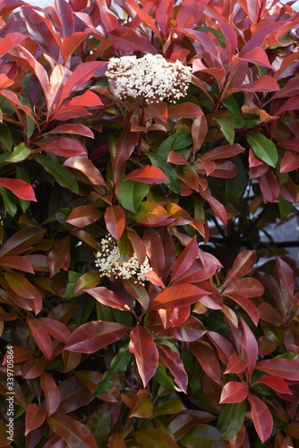 Red robin (Japanese photinia) flowers / Roaceae evergreen shrub photo