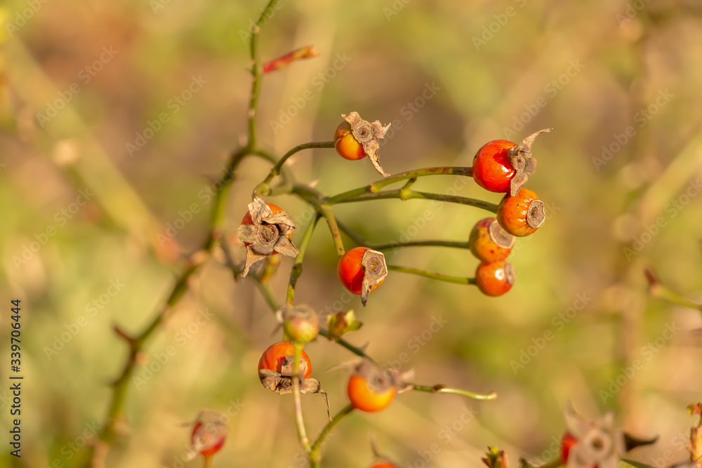 red berries on a green background red berries on a green background