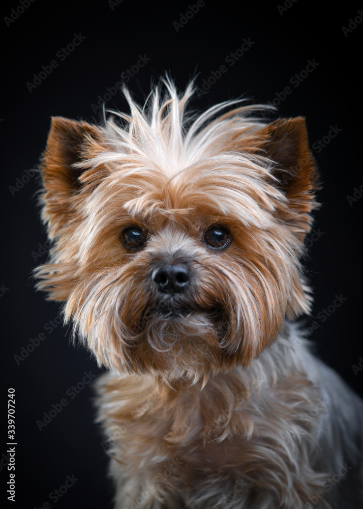 Portrait of an adorable Yorkshire Terrier looking at camera Portrait of an adorable Yorkshire Terrier looking at camera