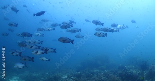 big eye snappers underwater  school of fish in tropical waters some corals photo