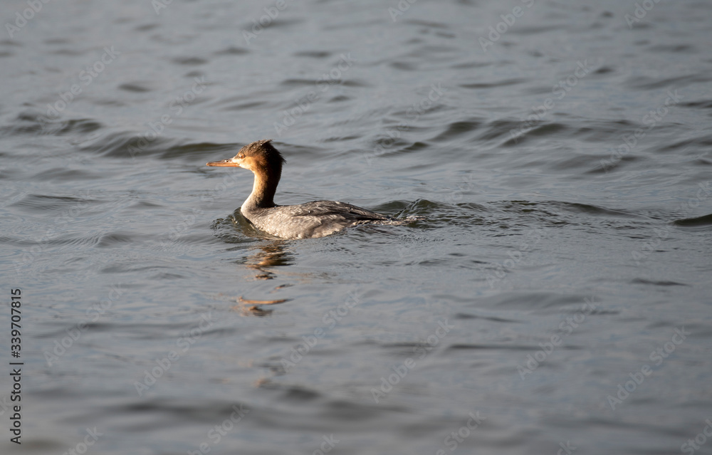 Red Breasted Merganser Red Breasted Merganser