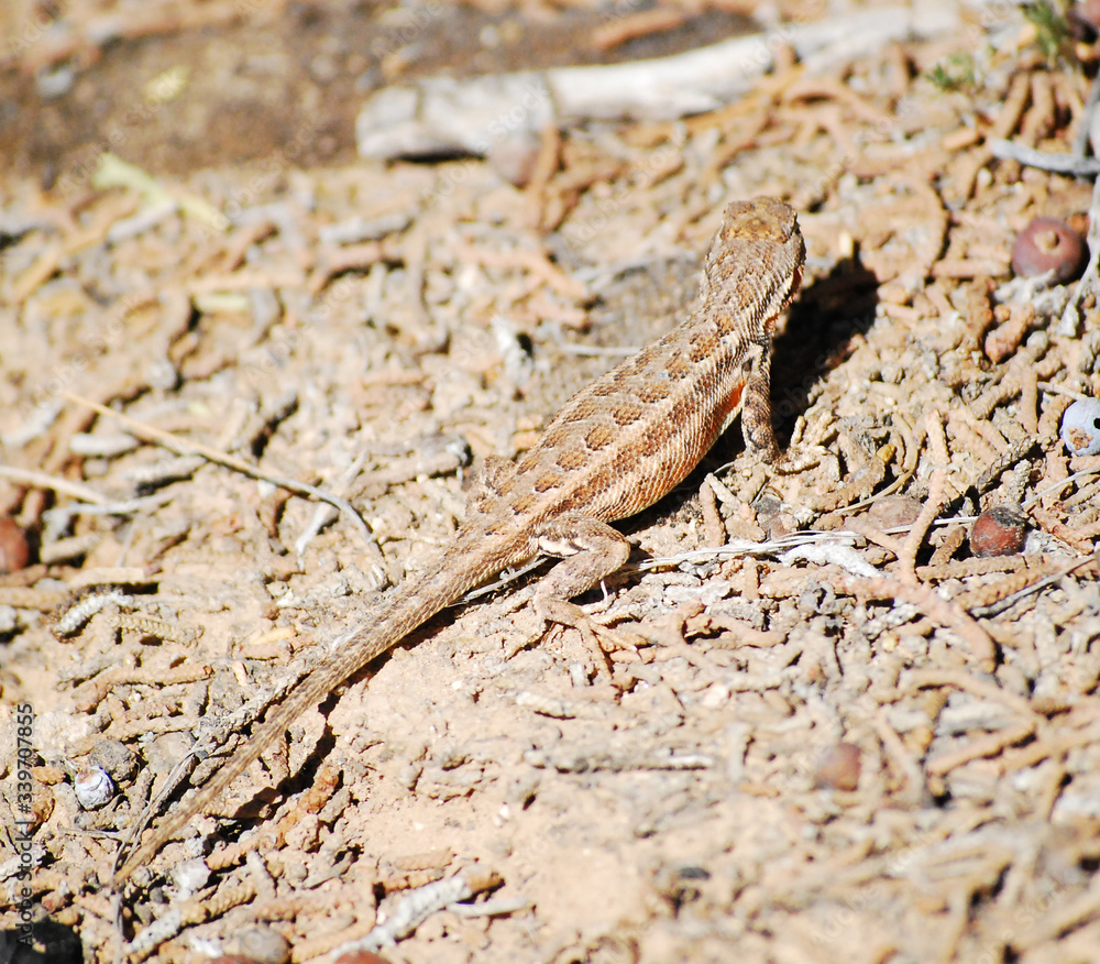 Lizard on dirt Lizard on dirt