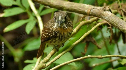 Bright red eyes of the white whiskered puffbird standing in rainforest photo
