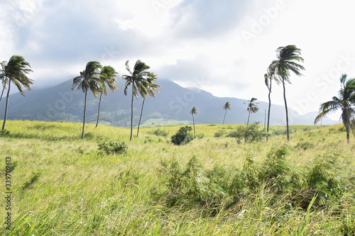 King plam trees bendng in the wnd on St Kitts Island