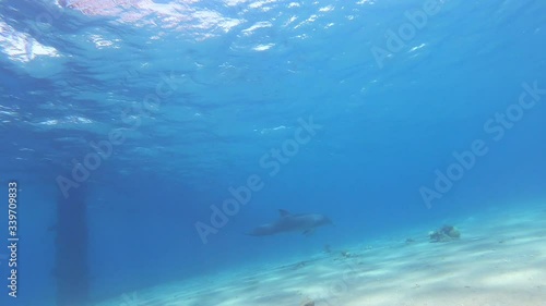 Wallpaper Mural tropical open water with wild dolphin swimming underwater close the sea surface Torontodigital.ca