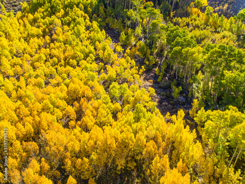 Fototapeta Naklejka Na Ścianę i Meble -  Fall aspen change colors in the Sierra Nevada Mountains of California