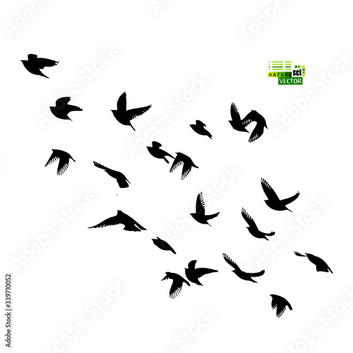 A flock of flying birds silhouette. Vector illustration