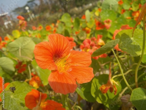 poppy flower in the garden