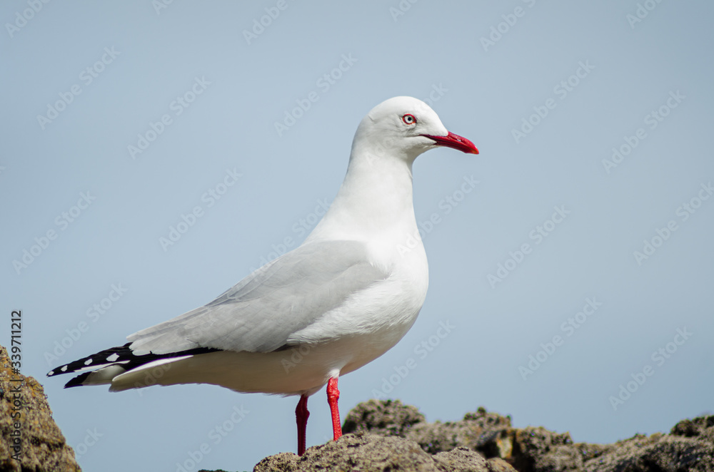 Elegant seagull on the sea coast standing on stones, on a sunny day Elegant seagull on the sea coast standing on stones, on a sunny day