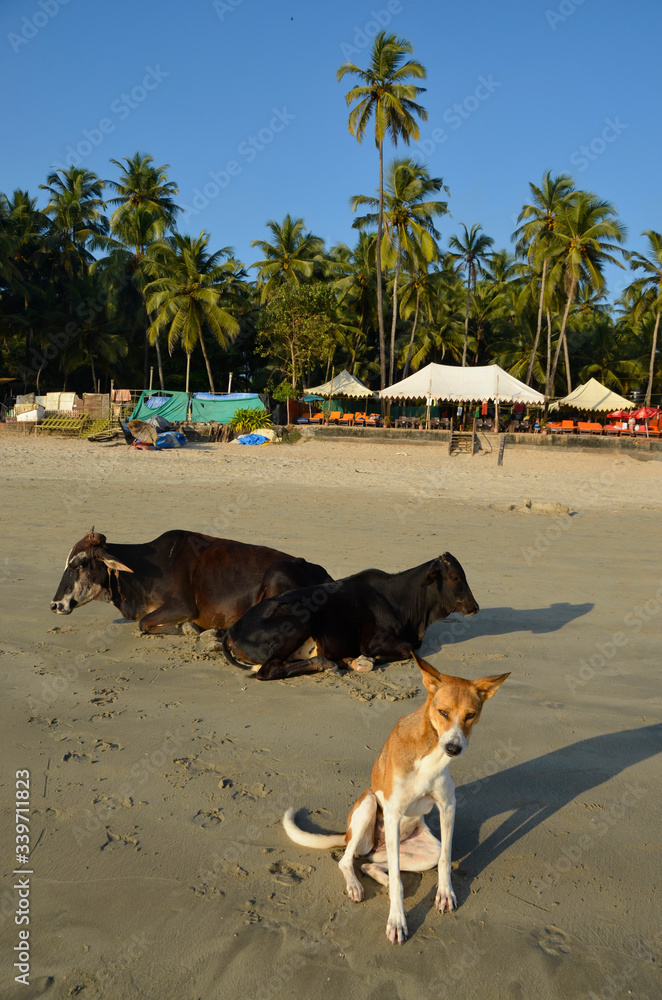 Krowy i psy na plaży w Goa, Indie - obrazy, fototapety, plakaty 