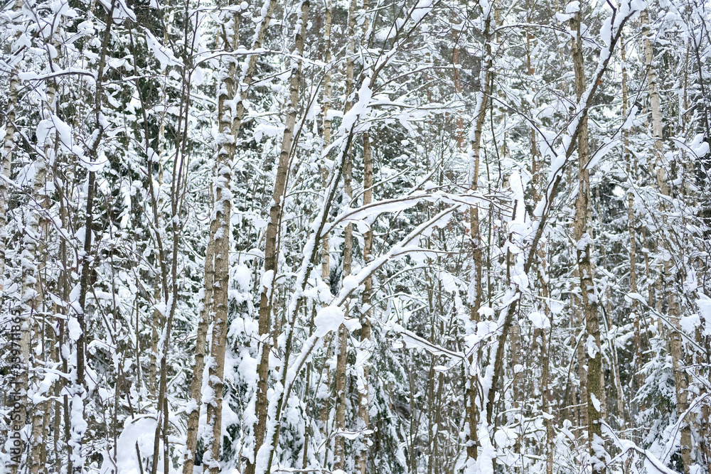 Snow-covered branches of the trees forming the abstraction Snow-covered branches of the trees forming the abstraction