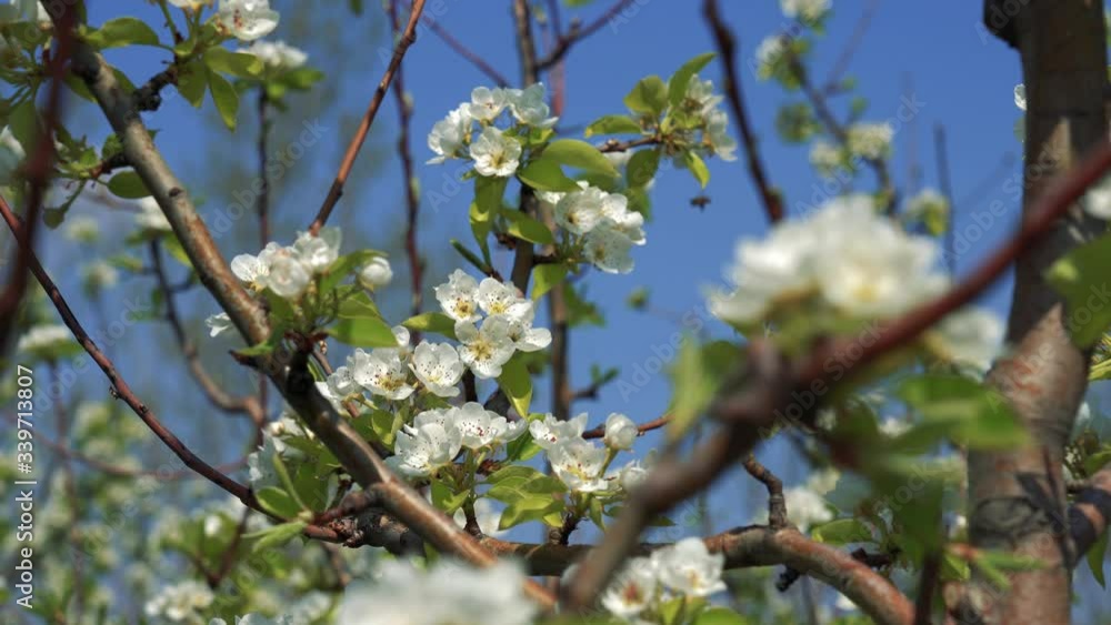 Blooming Pear Trees in Orchard Blooming Pear Trees in Orchard