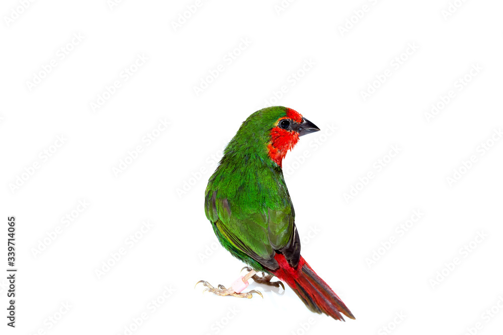 green parrot finch with a red tail, a small exotic bird isolated on a white background on theme of veterinary ornithology with a copy space.