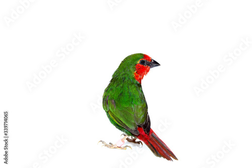 green parrot finch with a red tail, a small exotic bird isolated on a white background on theme of veterinary ornithology with a copy space.