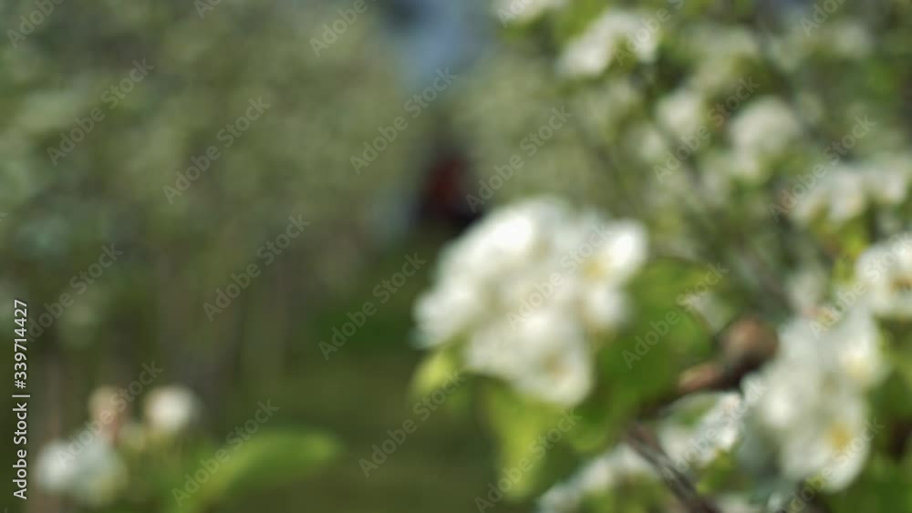 Pear Orchard in Bloom - Rack Focus Pear Orchard in Bloom - Rack Focus