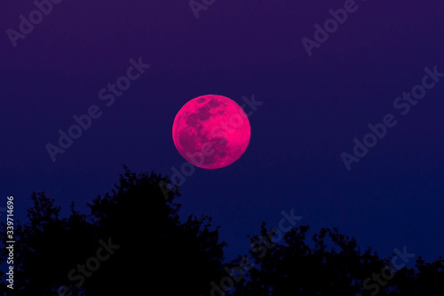 A Pink Full Moon