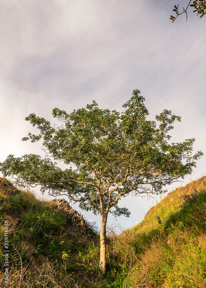 Obraz premium SOLEDAD