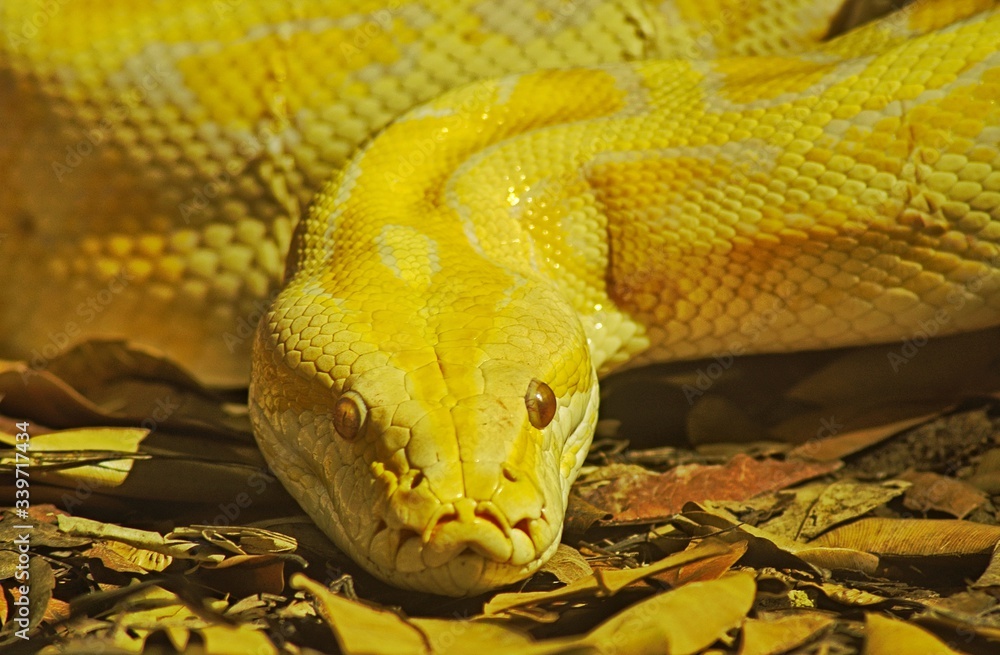 close up of a python snake close up of a python snake
