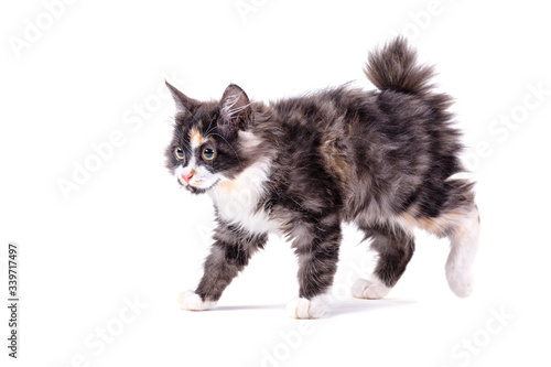 Foto American bobtail on a white isolated background.