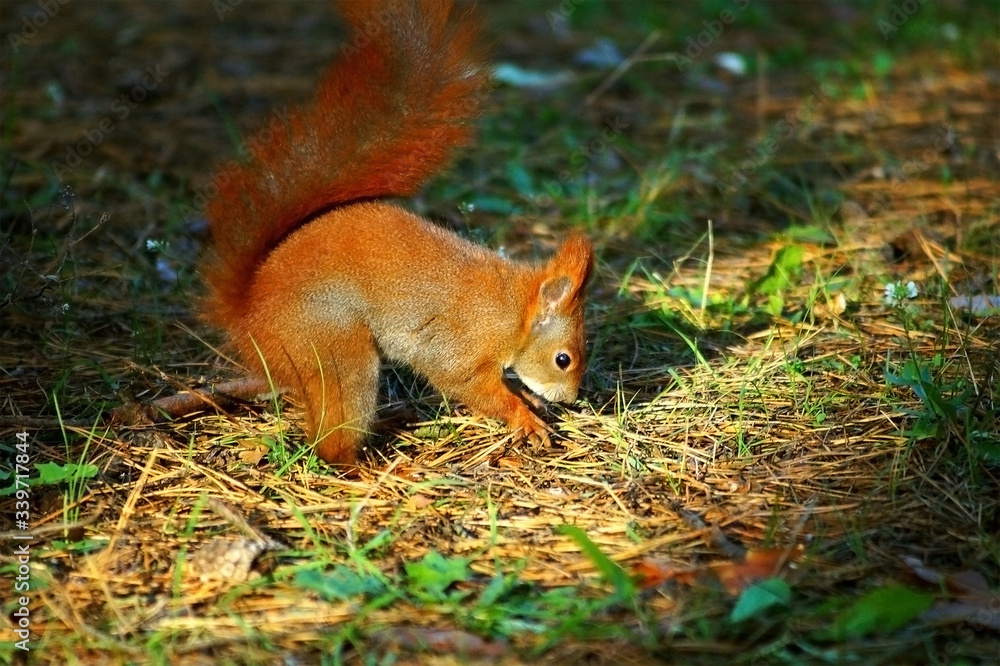 Forest redhead squirrel on the green grass eat nuts Forest redhead squirrel on the green grass eat nuts