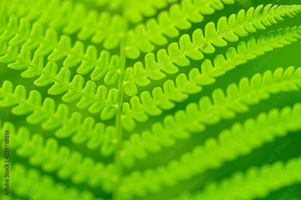 Fototapeta premium Green ecological wildlife concept background. Green background for advertising wildlife. Eco concept.