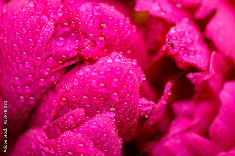 Peony close-up. Peony leaves in raindrops close up. Peony leaves close-up. Peony. Selective focus on Peony Flower. Peony close-up. Peony leaves in raindrops close up. Peony leaves close-up. Peony. Selective focus on Peony Flower.