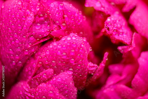 Peony close-up. Peony leaves in raindrops close up. Peony leaves close-up. Peony. Selective focus on Peony Flower.