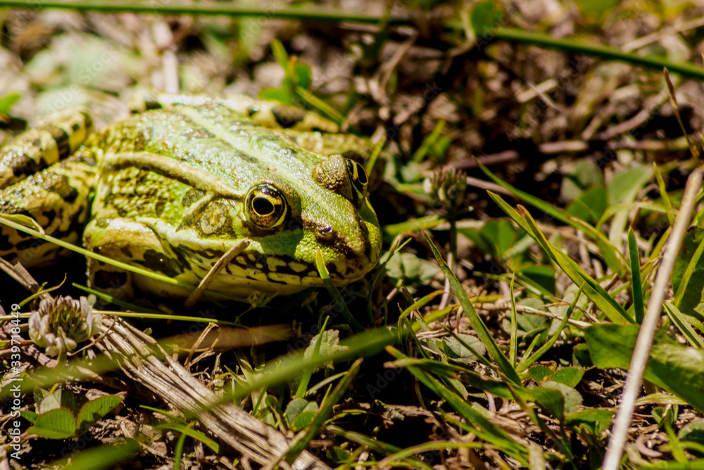 grenouille verte espace vie nature grenouille verte espace vie nature