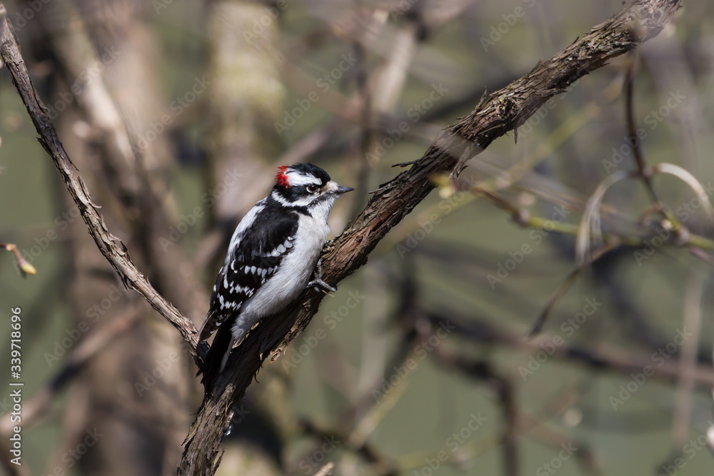 Downy Woodpecker clinging to a tree branch. 