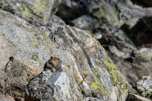 Pika on Lichen Covered Rock