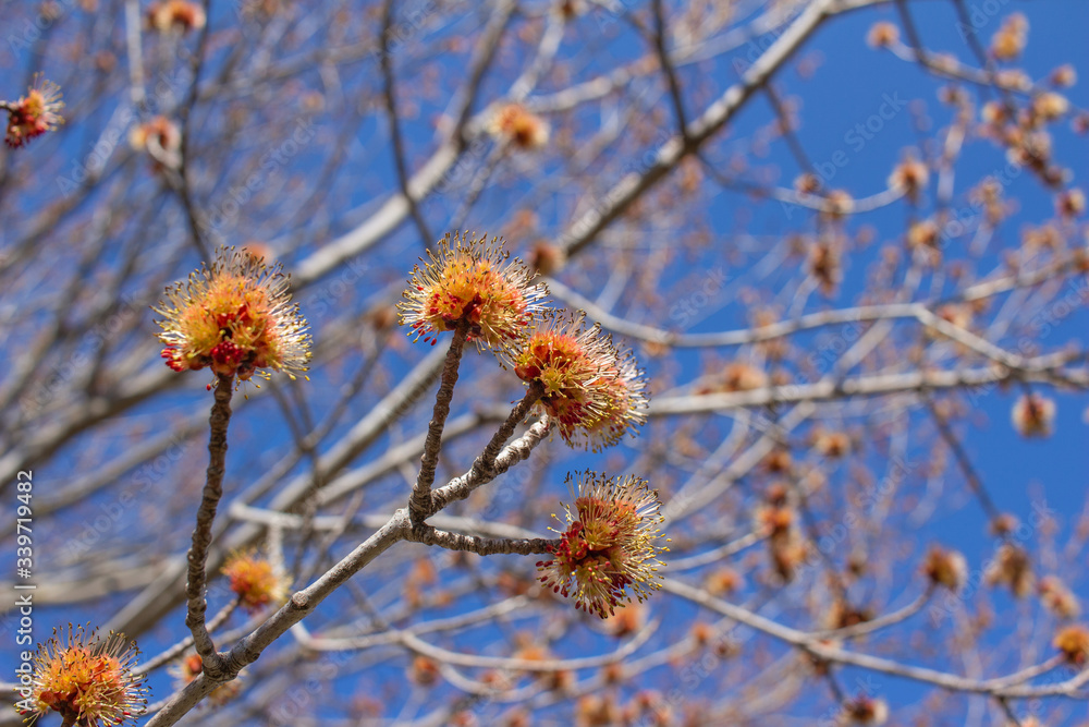 Close up view of emerging bright yellow and red flowers on a red maple tree (acer rubrum), with defocused background Close up view of emerging bright yellow and red flowers on a red maple tree (acer rubrum), with defocused background