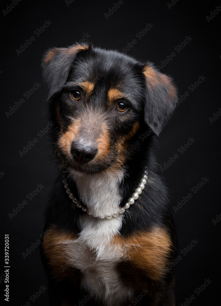 Portrait of an adorable domestic dog, studio shot Portrait of an adorable domestic dog, studio shot