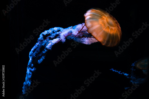 glowing jellyfish underwater