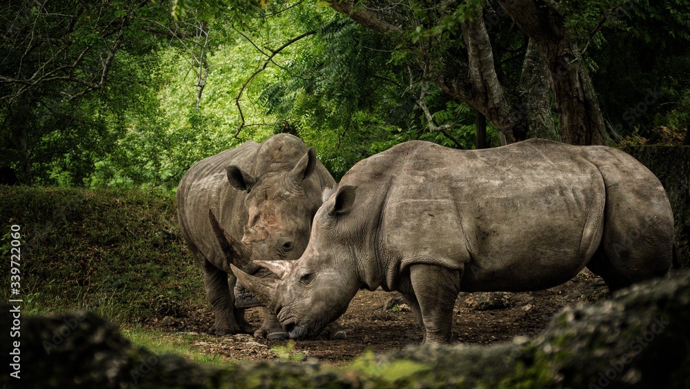 Fototapeta premium rhino in the wild