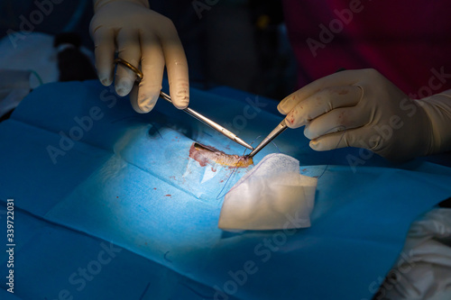 Veterinarian suturing castration surgery wound photo