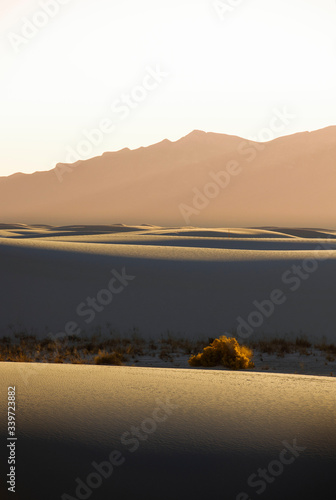 A lone bush in an arid desert at sunset with golden light and mountains Fototapeta