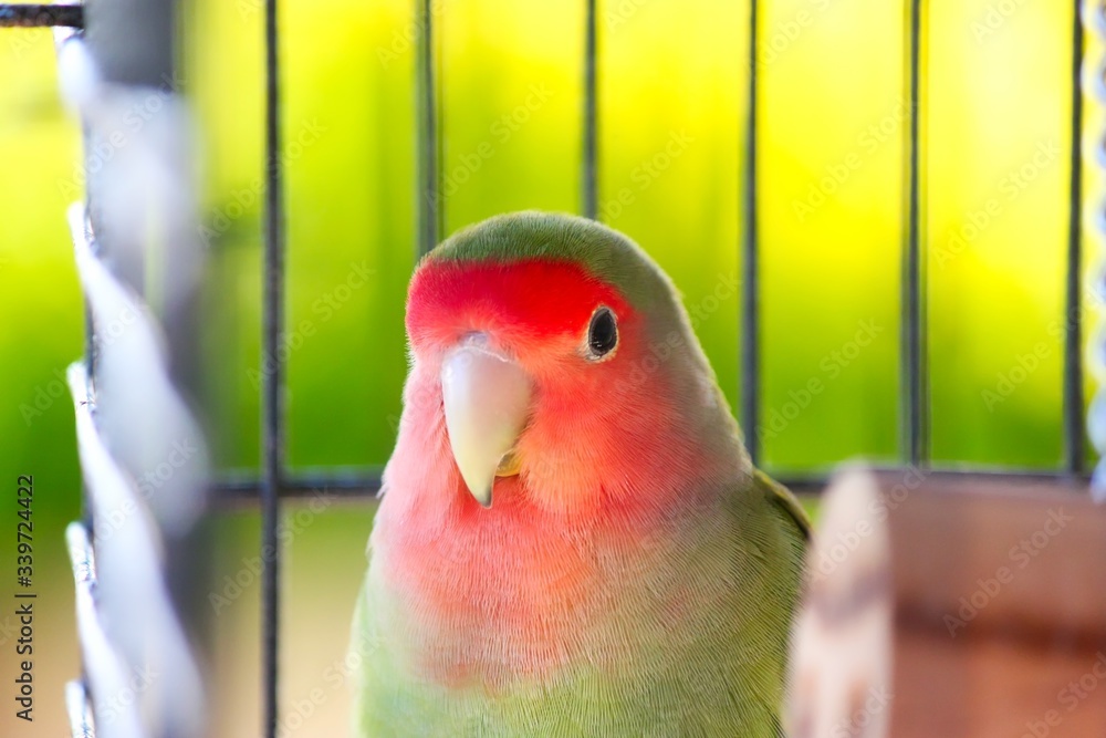 A portrait of a cute green peach-faced lovebird in a cage looking at camera.