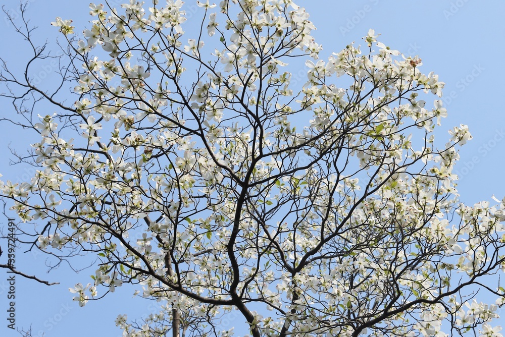 Flowering dogwood (Cornus florida) / Cornaceae deciduous tall tree Flowering dogwood (Cornus florida) / Cornaceae deciduous tall tree