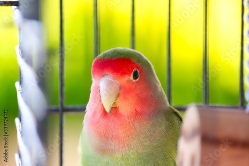 Obraz na płótnie A portrait of a cute green peach-faced lovebird in a cage looking at camera. w salonie