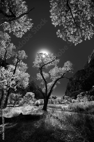 Black and White trees lit up by the sun in a valley 