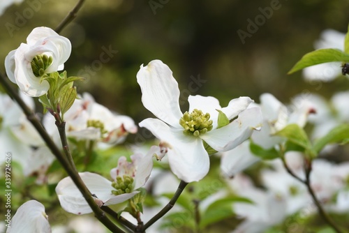 Flowering dogwood (Cornus florida) / Cornaceae deciduous tall tree photo