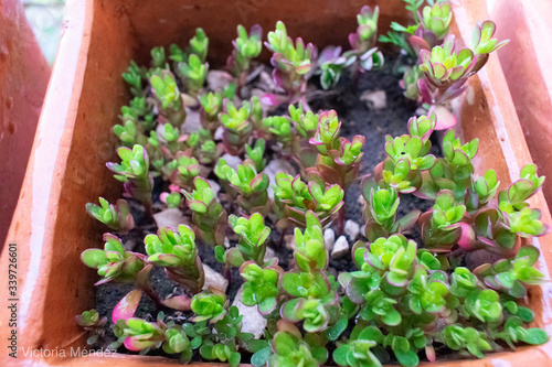 seedlings