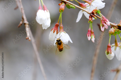 bee on blossoms